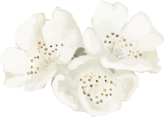 Watercolor White Flowers